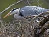 Graureiher (Ardea cinerea)