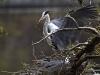 Graureiher (Ardea cinerea)