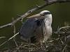 Graureiher (Ardea cinerea)