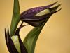 Gelber Frauenschuh (Cypripedium calceolus)