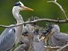 Graureiher (Ardea cinerea)
