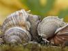 Weinbergschnecke (Helix pomatia)