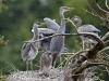 Graureiher (Ardea cinerea)