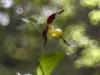 Gelber Frauenschuh (Cypripedium calceolus)