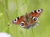 Tagpfauenauge (Inachis io) 