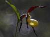 Gelber Frauenschuh (Cypripedium calceolus)