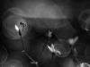 Fliege am Bach