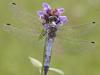  Spitzenfleck (Libellula fulva)