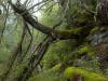 Alpiner Urwald