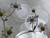 Feinstrahl (Erigeron annuus)