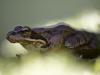 Grasfrosch (Rana temporaria)