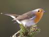 Rotkehlchen (Erithacus rubecula)