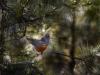 Rotkehlchen (Erithacus rubecula)