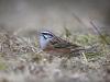 Zippammer (Emberiza cia)