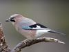 EichelhÃ¤her (Garrulus glandarius)