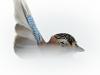 EichelhÃ¤her (Garrulus glandarius)