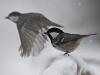 Tannenmeise (Periparus ater)