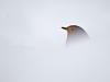 Rotkehlchen (Erithacus rubecula)