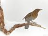 Amsel (Turdus merula)