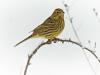 Goldammer (Emberiza citrinella)