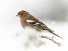 Buchfink (Fringilla coelebs)