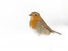 Rotkehlchen (Erithacus rubecula) 