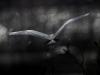 Graureiher (Ardea cinerea)