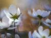 LeberblÃ¼mchen (Hepatica nobilis)