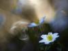 BuschwindrÃ¶schen (Anemone nemorosa)