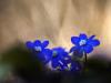 LeberblÃ¼mchen (Hepatica nobilis)