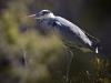 Graureiher (Ardea cinerea)