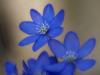 LeberblÃ¼mchen (Hepatica nobilis)