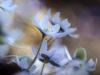 LeberblÃ¼mchen (Hepatica nobilis)