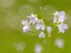 Wiesen-Schaumkraut (Cardamine pratensis)