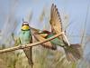 Bienenfresser (Merops apiaster)