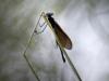BlauflÃ¼gel-Prachtlibelle (Calopteryx virgo)