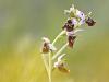 Hummel-Ragwurz (Ophrys holoserica)