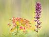 Wanzen-Knabenkraut (Orchis coriophora) 