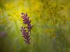 Wanzen-Knabenkraut (Orchis coriophora) 