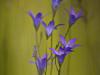 Wiesen-Glockenblume (Campanula patula)