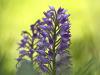 Helm-Knabenkraut (Orchis militaris)