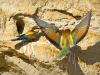 Bienenfresser (Merops apiaster)