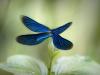 BlauflÃ¼gel-Prachtlibelle (Calopteryx virgo)