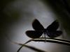 BlauflÃ¼gel-Prachtlibelle (Calopteryx virgo)