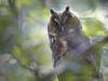 Waldohreule (Asio otus) 