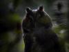 Waldohreule (Asio otus) 