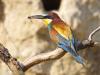 Bienenfresser (Merops apiaster)