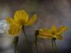  Island-Mohn (Papaver nudicaule)