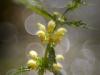 GewÃ¶hnliche Goldnessel (Lamium galeobdolon)