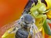 Krabbenspinne und Biene